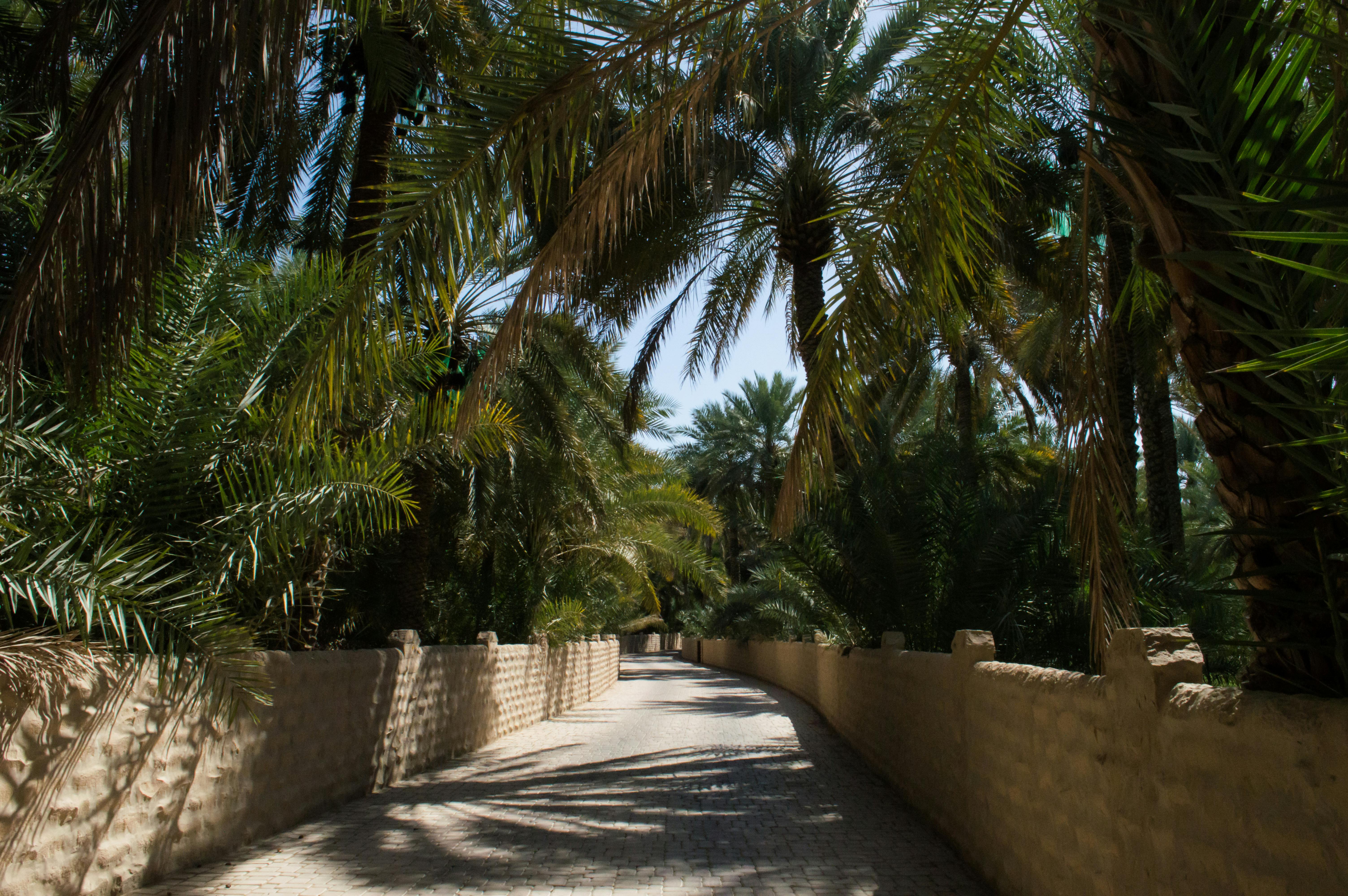 Al Ain Day Trip from Dubai: The Oasis City Most Residents Have Never Done